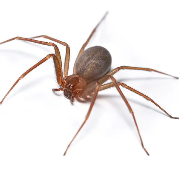 brown recluse on a white background - Keep pests away from your home with Vermont Pest Control