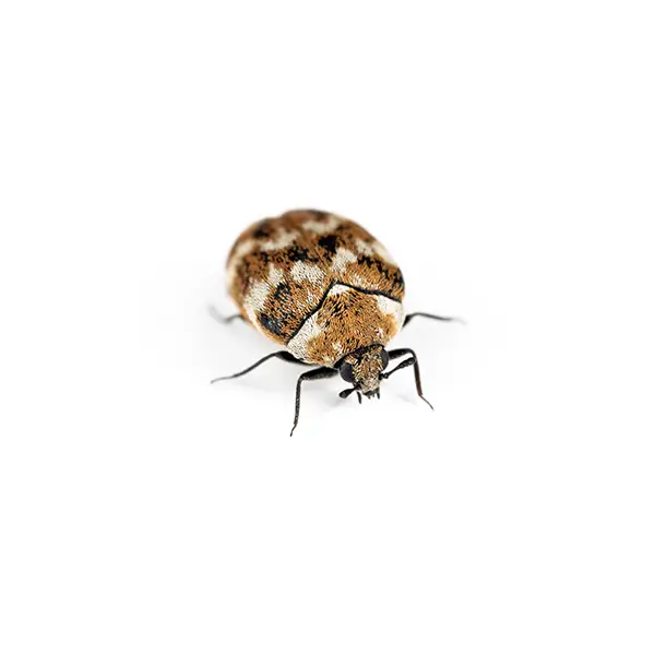 carpet beetle on a white background - Keep pests away from your home with Vermont Pest Control