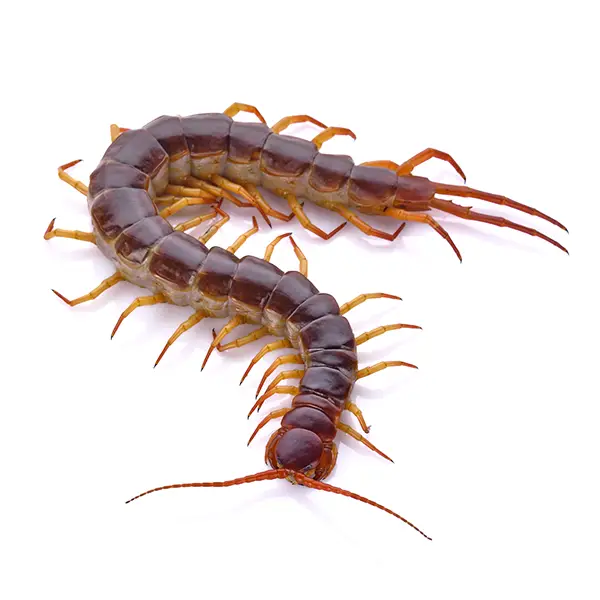 centipede on a white background - Keep pests away from your home with Vermont Pest Control.