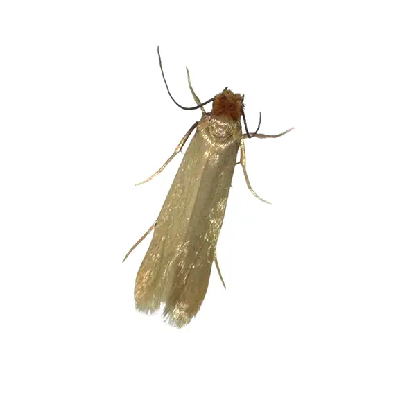 clothes moth on a white background - Keep pests away from your home with Vermont Pest Control.