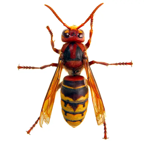hornet on a white background - Keep pests away from your home with Vermont Pest Control