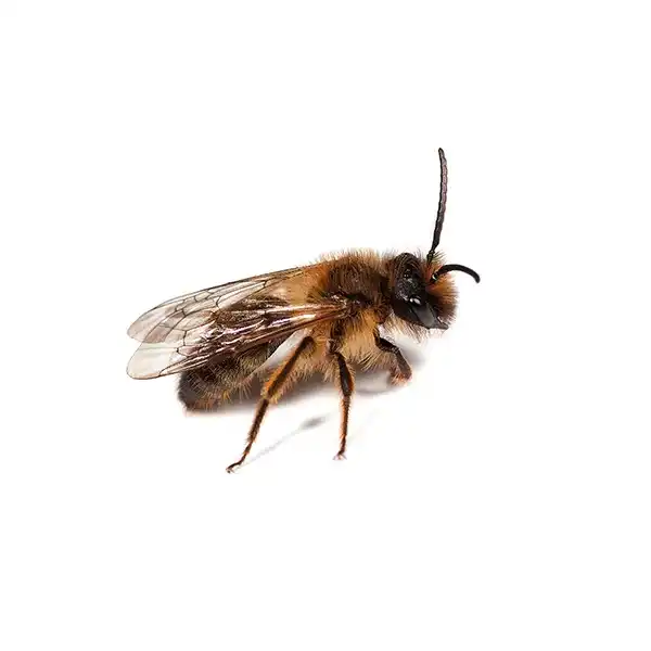 mining bee on a white background - Keep pests away from your home with Vermont Pest Control