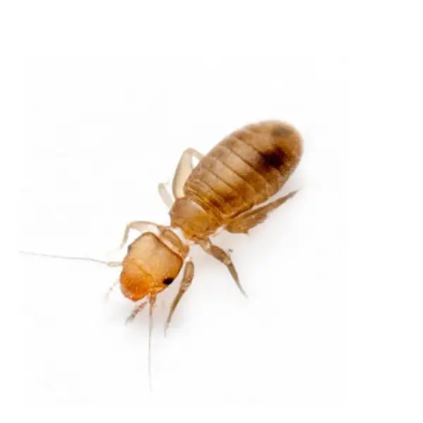 psocid on a white background - Keep pests away from your home with Vermont Pest Control