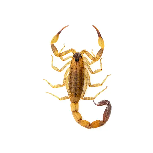scorpion on a white background - Keep pests away from your home with Vermont Pest Control.