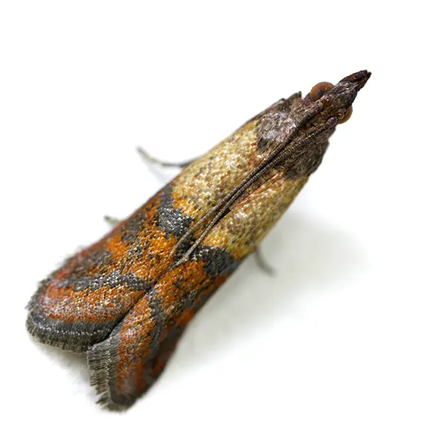 indian meal moth on a white background - Keep pests away from your home with Vermont Pest Control