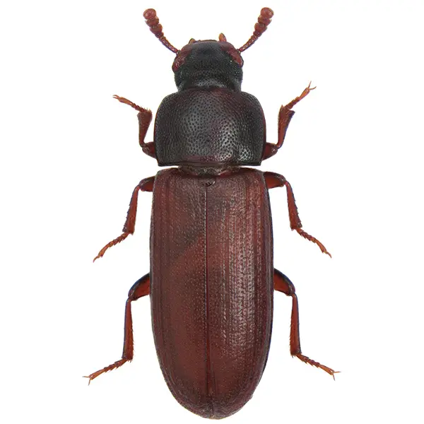 Flour Beetle on a white background - Keep pests away from your home with Vermont Pest Control