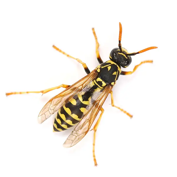 Wasp on a white background - Keep pests away from your home with Vermont Pest Control.