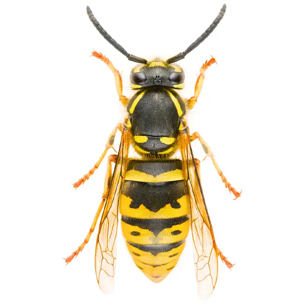 yellow jacket on a white background - Keep pests away from your home with Vermont Pest Control