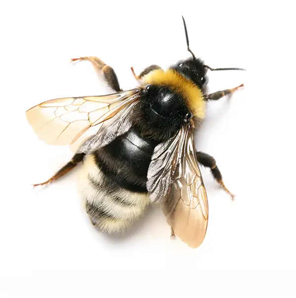 bumblebee on a white background - Keep pests away from your home with Vermont Pest Control