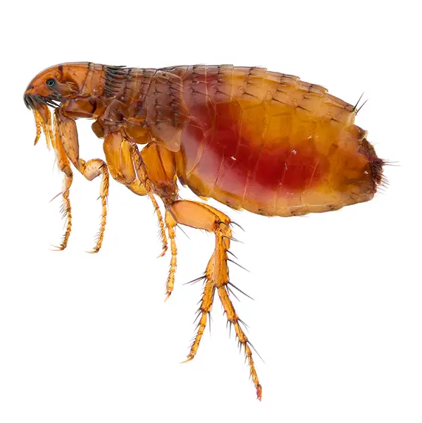 flea on a white background - Keep pests away from your home with Vermont Pest Control