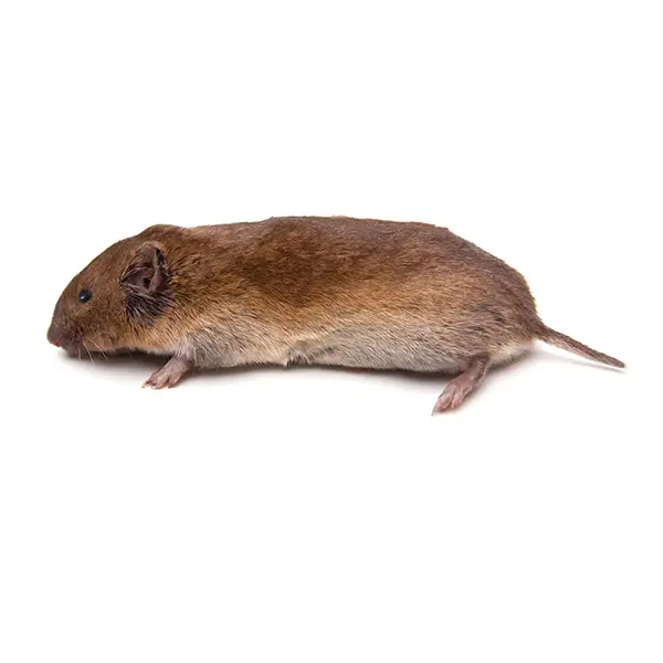Vole on a white background - Keep pests away from your home with Vermont Pest Control
