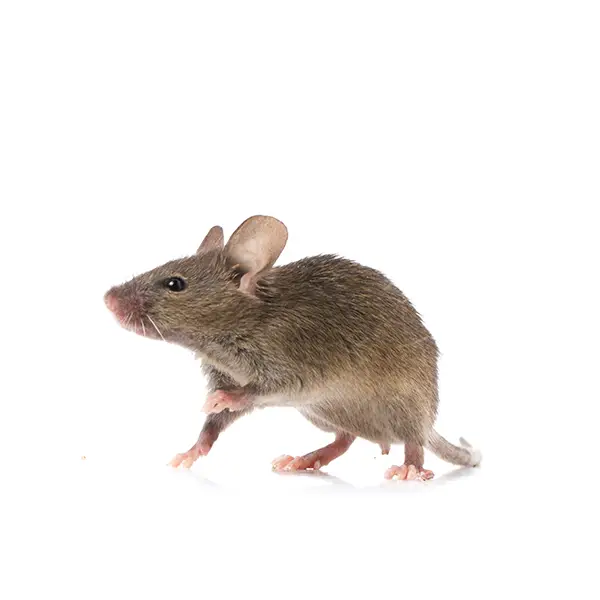 Gray mouse on a white background - Keep pests away from your home with Vermont Pest Control.