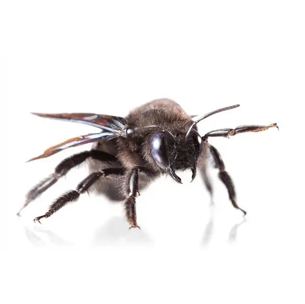 Carpenter Bee on a white background - Keep pests away from your home with Vermont Pest Control