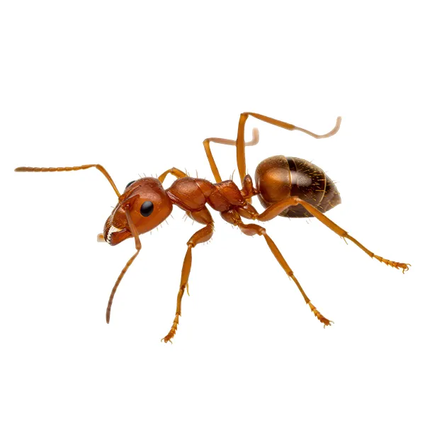 fire ant on a white background - Keep pests away from your home with Vermont Pest Control