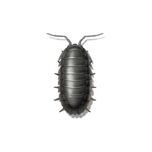 Pillbug on a white background.