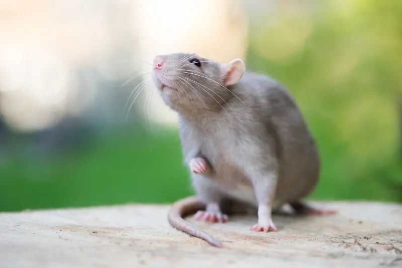 A pale gray rat looking curiously upwards against an outdoor scene.