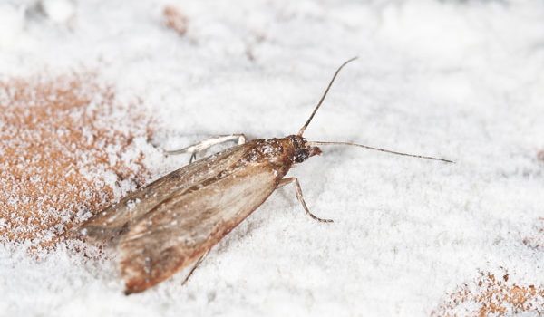 Indian Meal Moth | Pantry Pest Exterminator Services from Vermont Pest Control